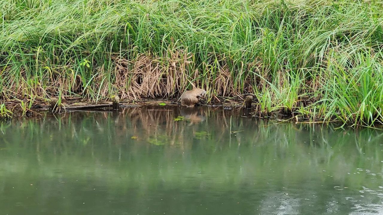 AreaSummer5KM AreaSummer5KM